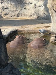 天王寺動物園に投稿された画像（2026/1/18）