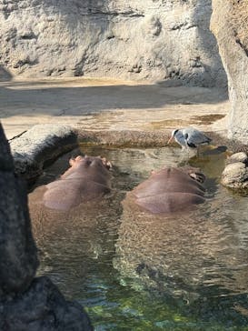 天王寺動物園に投稿された画像（2026/1/18）