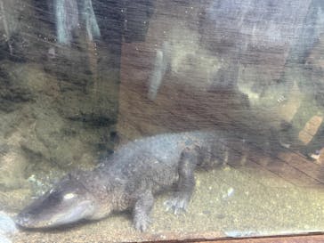 天王寺動物園に投稿された画像（2026/1/18）