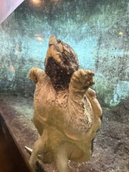 天王寺動物園に投稿された画像（2026/1/18）