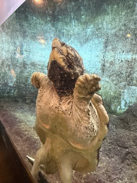 天王寺動物園に投稿された画像（2026/1/18）