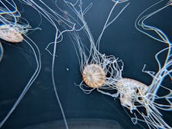 サンシャイン水族館に投稿された画像（2026/1/18）