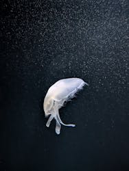 サンシャイン水族館に投稿された画像（2026/1/18）