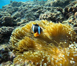 武藤潜水に投稿された画像（2026/1/18）