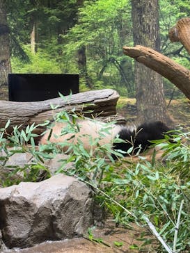 恩賜上野動物園に投稿された画像（2026/1/18）