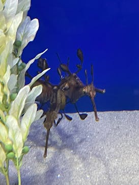 サンシャイン水族館に投稿された画像（2026/1/18）