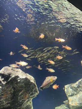 サンシャイン水族館に投稿された画像（2026/1/18）
