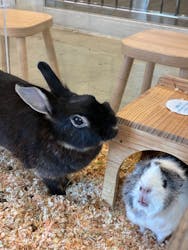 Moff animal cafe MARKIS 福岡ももち店に投稿された画像（2026/1/18）