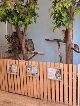 Moff animal cafe MARKIS 福岡ももち店に投稿された画像（2026/1/18）