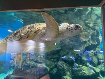 名古屋港水族館に投稿された画像（2026/1/18）