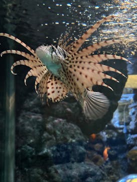 名古屋港水族館に投稿された画像（2026/1/18）