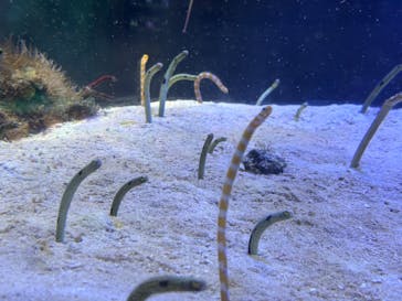 名古屋港水族館に投稿された画像（2026/1/18）