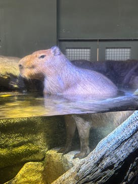 カワスイ 川崎⽔族館に投稿された画像（2026/1/18）