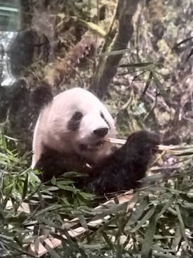 恩賜上野動物園に投稿された画像（2026/1/18）