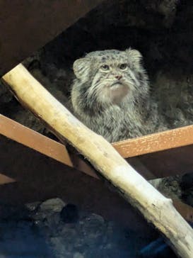 恩賜上野動物園に投稿された画像（2026/1/18）