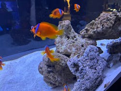 すみだ水族館に投稿された画像（2026/1/18）