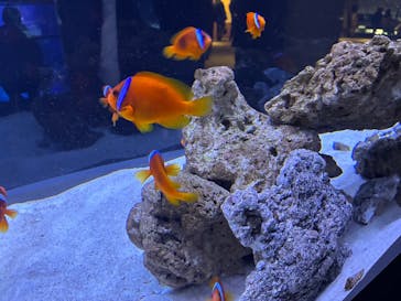 すみだ水族館に投稿された画像（2026/1/18）