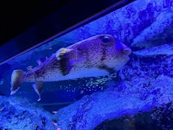 すみだ水族館に投稿された画像（2026/1/18）