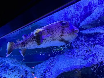 すみだ水族館に投稿された画像（2026/1/18）