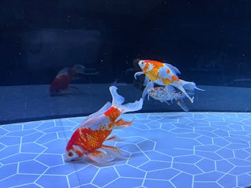 すみだ水族館に投稿された画像（2026/1/18）