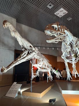 特別展「大絶滅展―生命史のビッグファイブ」に投稿された画像（2026/1/18）