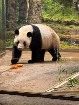 恩賜上野動物園に投稿された画像（2026/1/18）