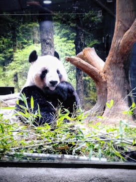 恩賜上野動物園に投稿された画像（2026/1/18）