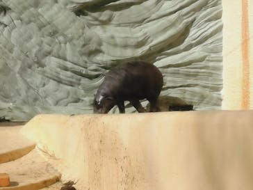 恩賜上野動物園に投稿された画像（2026/1/18）