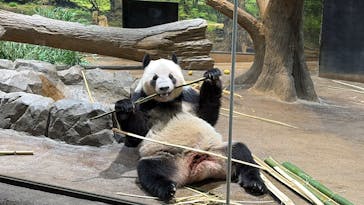 恩賜上野動物園に投稿された画像（2026/1/18）