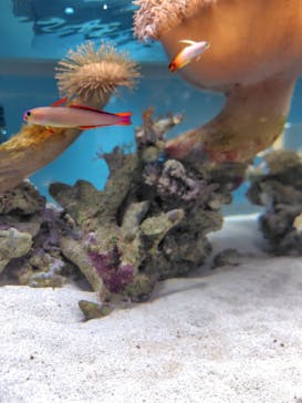 AOAO SAPPOROに投稿された画像（2026/1/18）