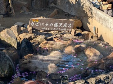 伊豆シャボテン動物公園に投稿された画像（2026/1/18）