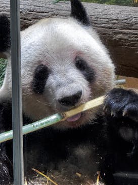 恩賜上野動物園に投稿された画像（2026/1/18）