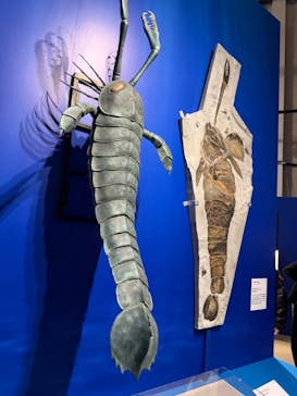 特別展「大絶滅展―生命史のビッグファイブ」に投稿された画像（2026/1/18）