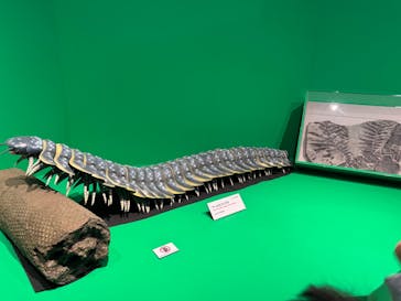 特別展「大絶滅展―生命史のビッグファイブ」に投稿された画像（2026/1/18）