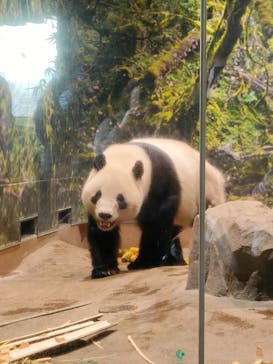 恩賜上野動物園に投稿された画像（2026/1/18）