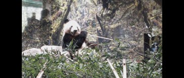 恩賜上野動物園に投稿された画像（2026/1/18）