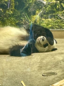 恩賜上野動物園に投稿された画像（2026/1/18）