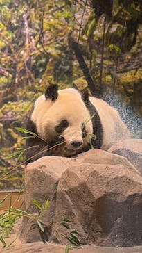 恩賜上野動物園に投稿された画像（2026/1/18）