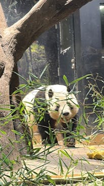 恩賜上野動物園に投稿された画像（2026/1/18）