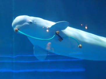 島根県立 しまね海洋館に投稿された画像（2026/1/18）