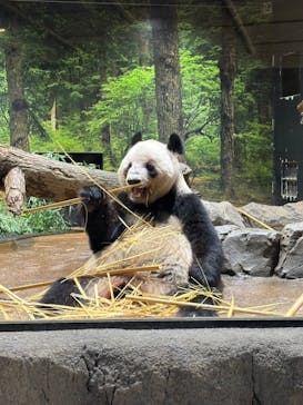 恩賜上野動物園に投稿された画像（2026/1/18）