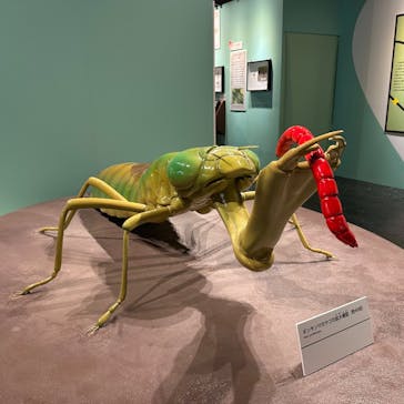 特別展「昆虫MANIAC」（名古屋会場）に投稿された画像（2026/1/18）