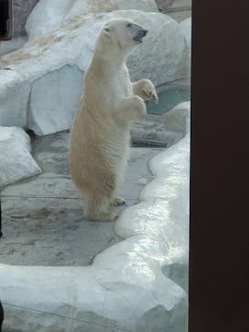 恩賜上野動物園に投稿された画像（2026/1/18）