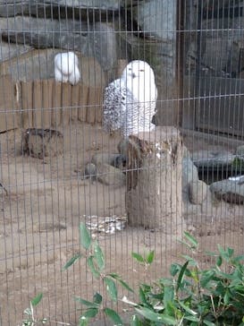 恩賜上野動物園に投稿された画像（2026/1/18）