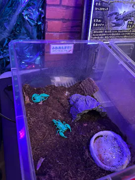 いきもの探検隊上尾に投稿された画像（2026/1/18）