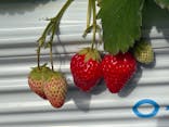 熱田農園Strawberry54に投稿された画像（2026/1/18）