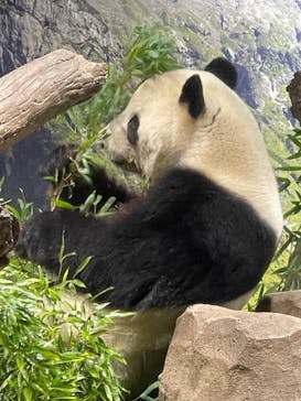 恩賜上野動物園に投稿された画像（2026/1/18）