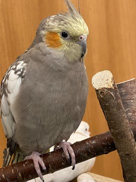 Moff animal cafe イオンモール名取店に投稿された画像（2026/1/18）