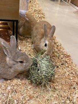 Moff animal cafe イオンモール名取店に投稿された画像（2026/1/18）