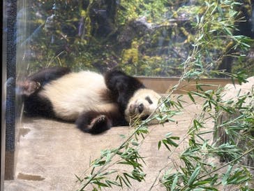 恩賜上野動物園に投稿された画像（2026/1/18）